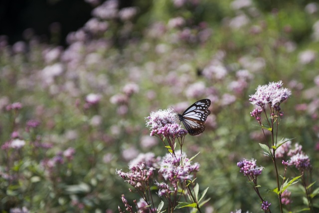 Migratory Stopover Spot for Chestnut Tiger Butterflies